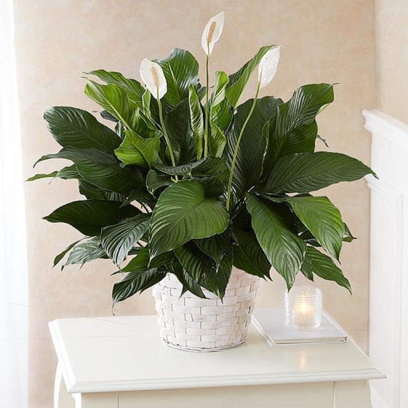 Peace Lily Plant